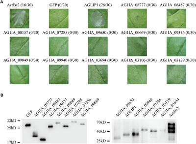 The Effector AGLIP1 in Rhizoctonia solani AG1 IA Triggers Cell Death in Plants and Promotes Disease Development Through Inhibiting PAMP-Triggered Immunity in Arabidopsis thaliana